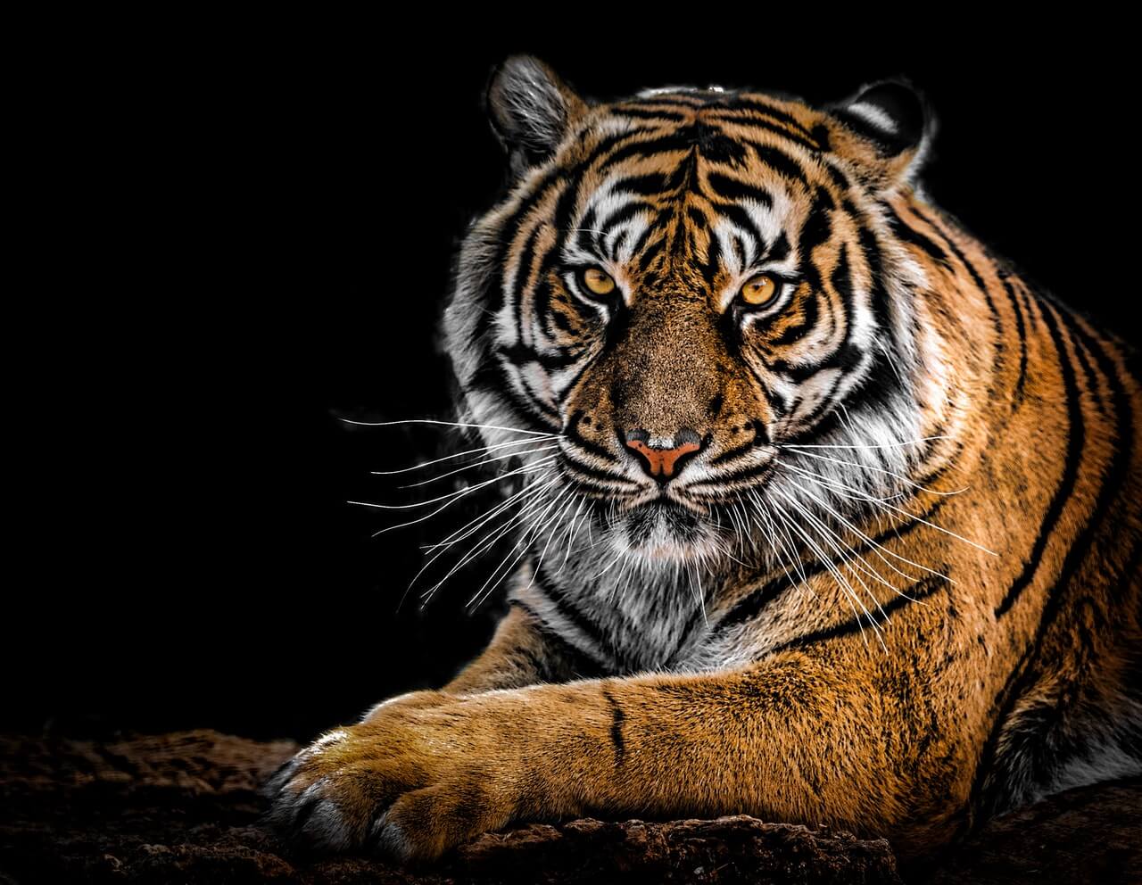 This is a tiger!