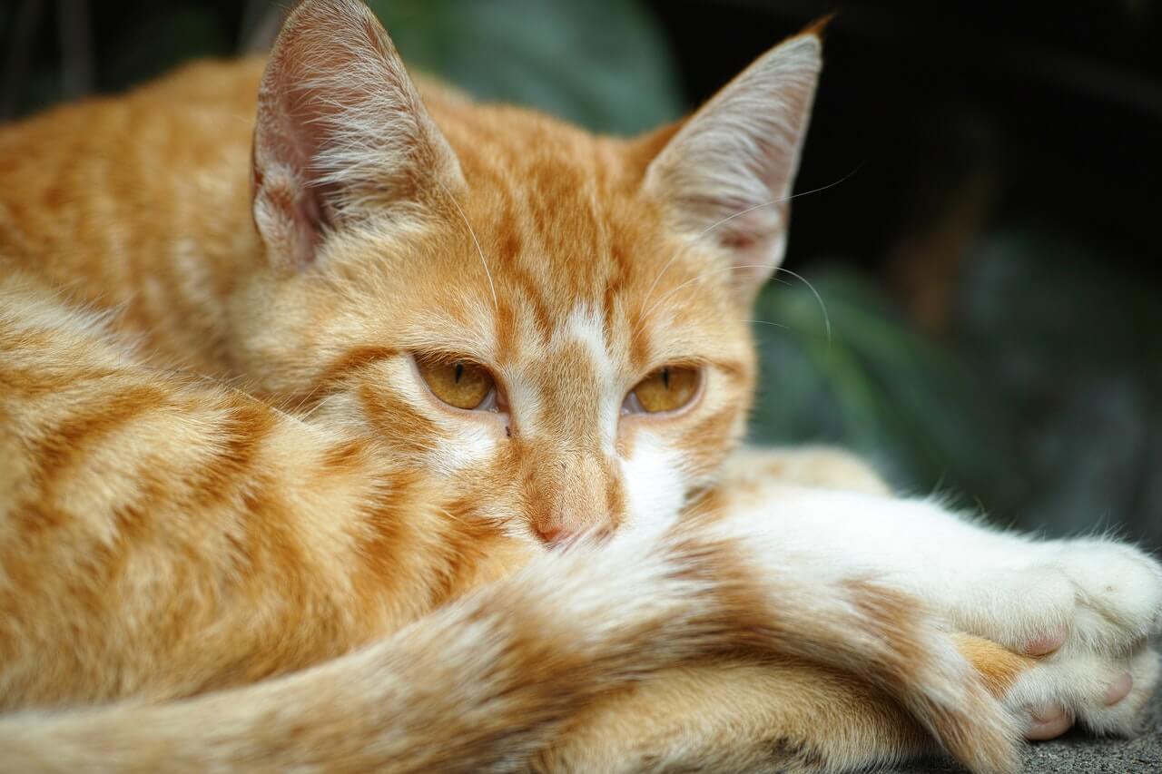 male or female cat?
