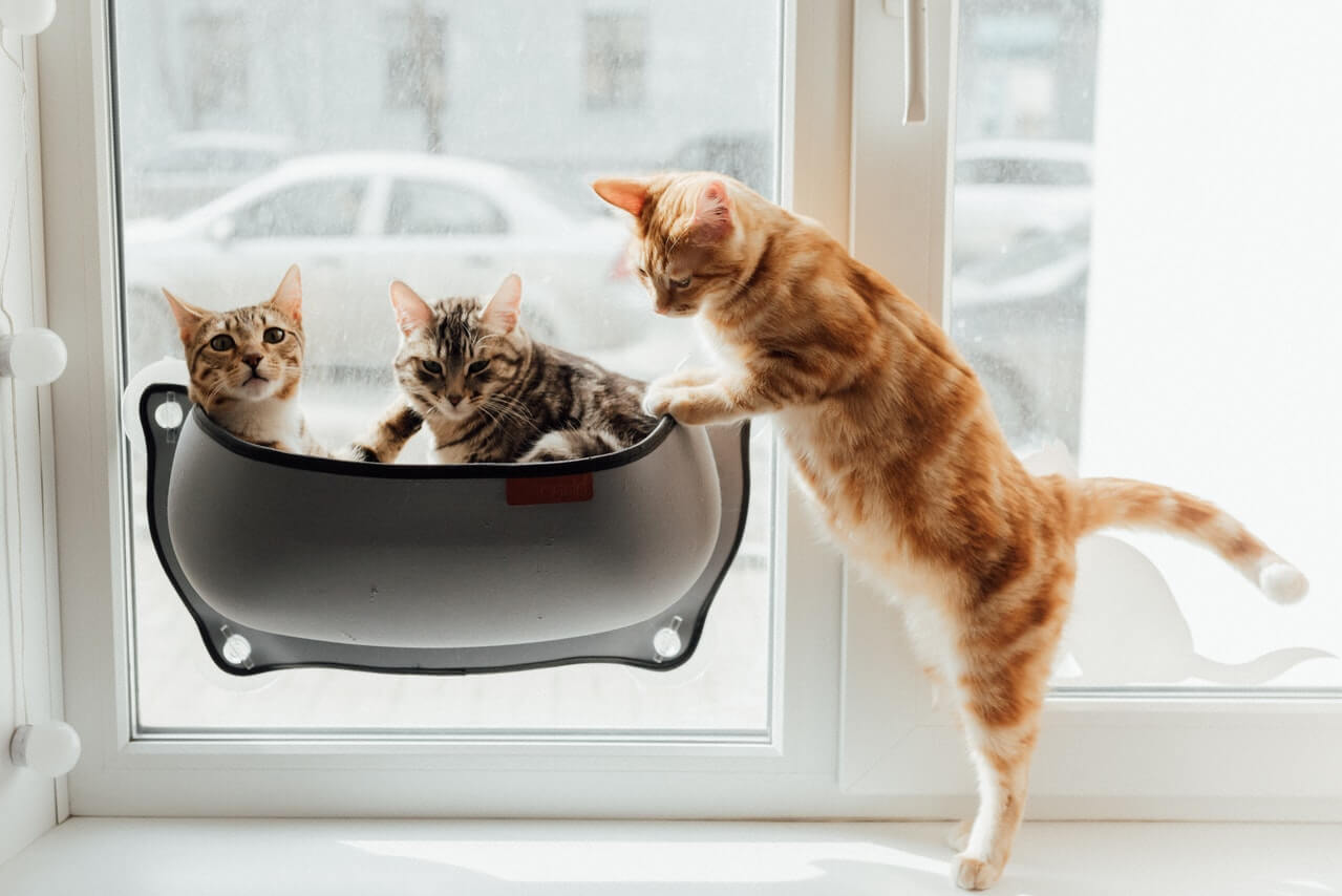 Unique cats