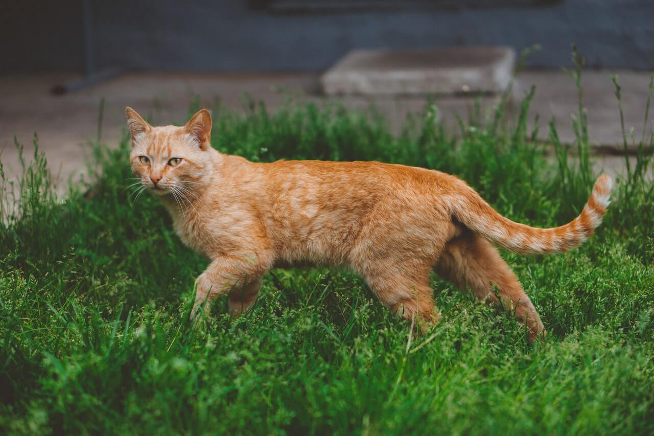 Cat in grass
