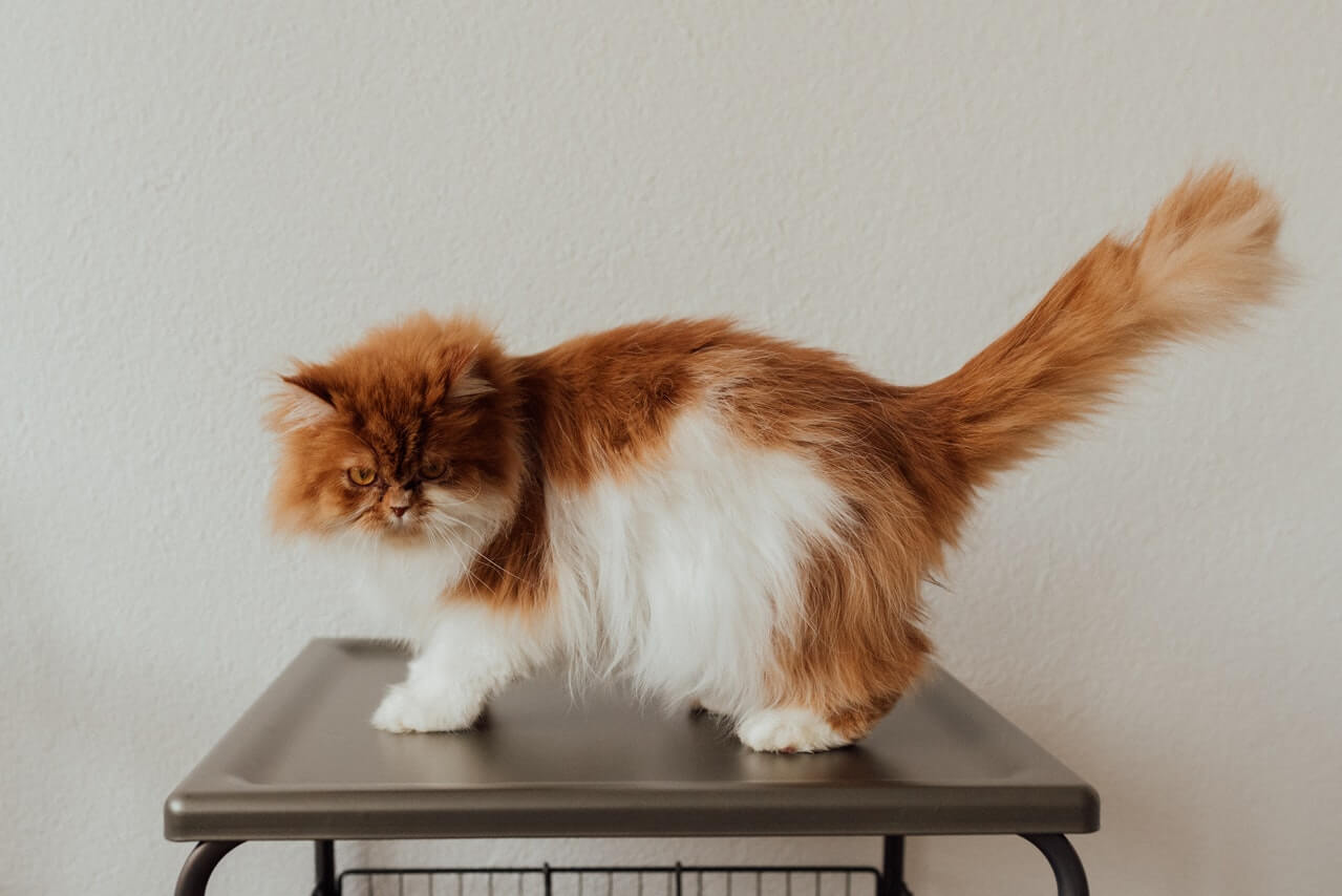 Red persian cat