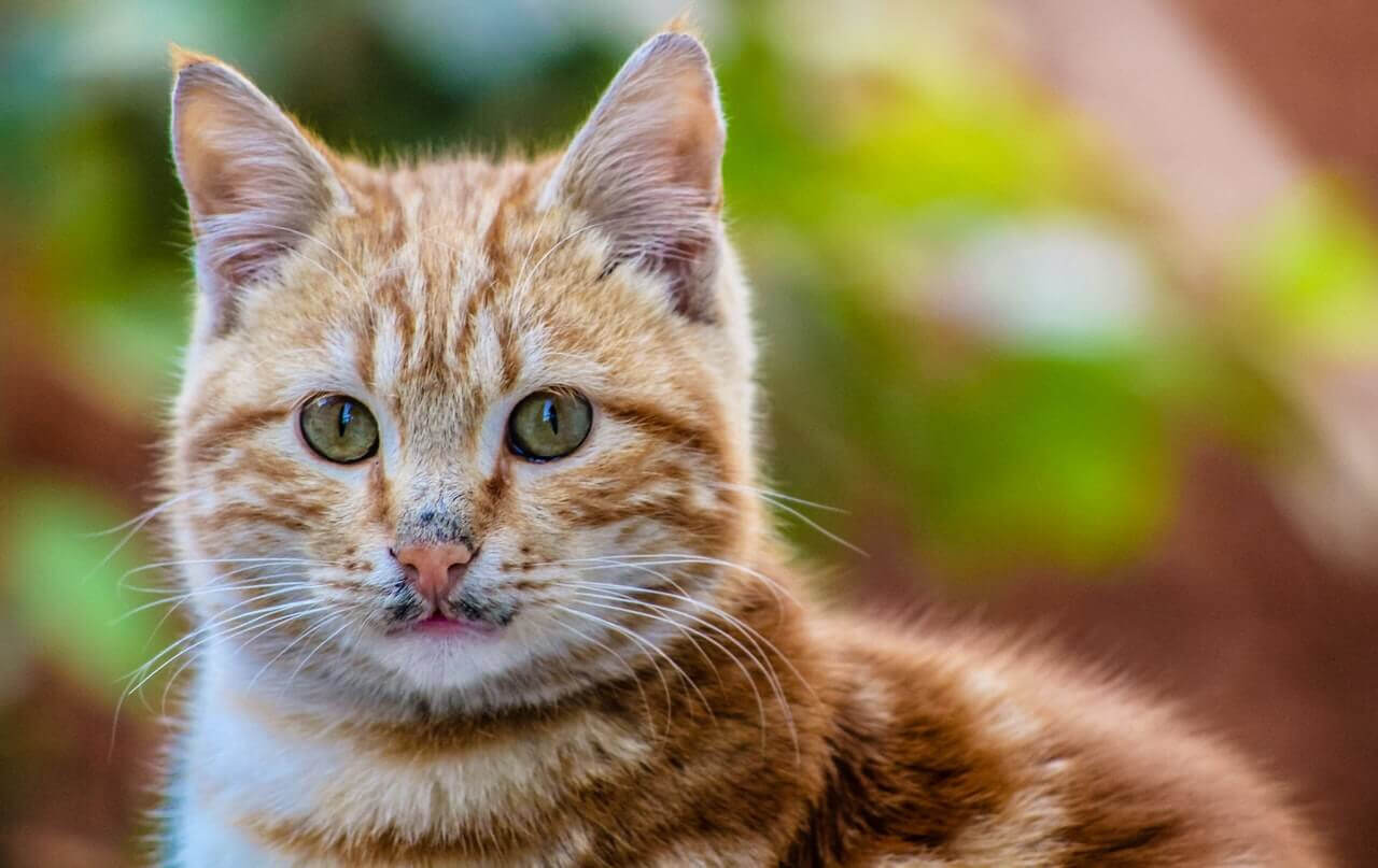The secrets of red cats: 15 stunning facts that you did not know about orange ginger cats